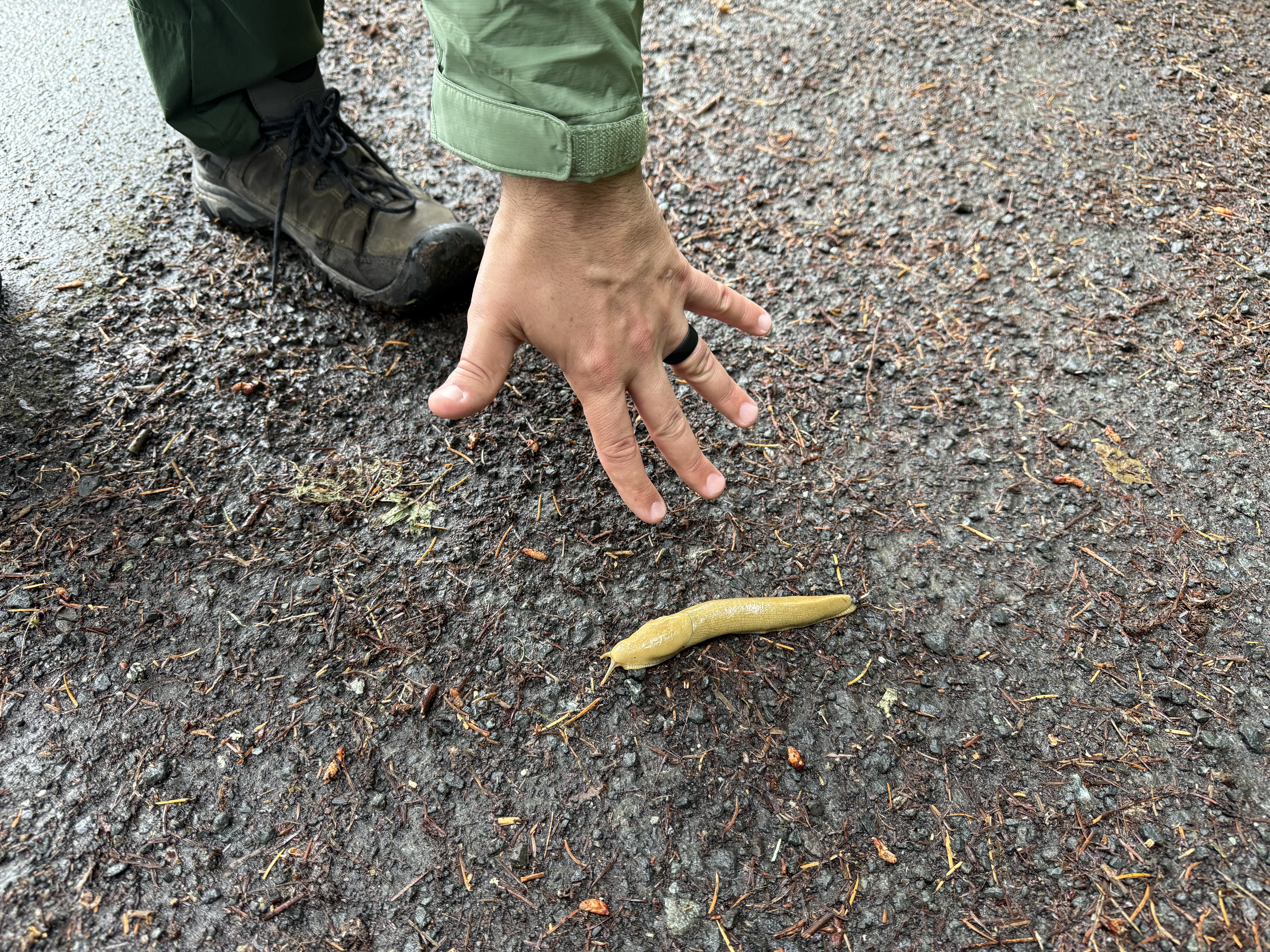 My first encounter with a banana slug