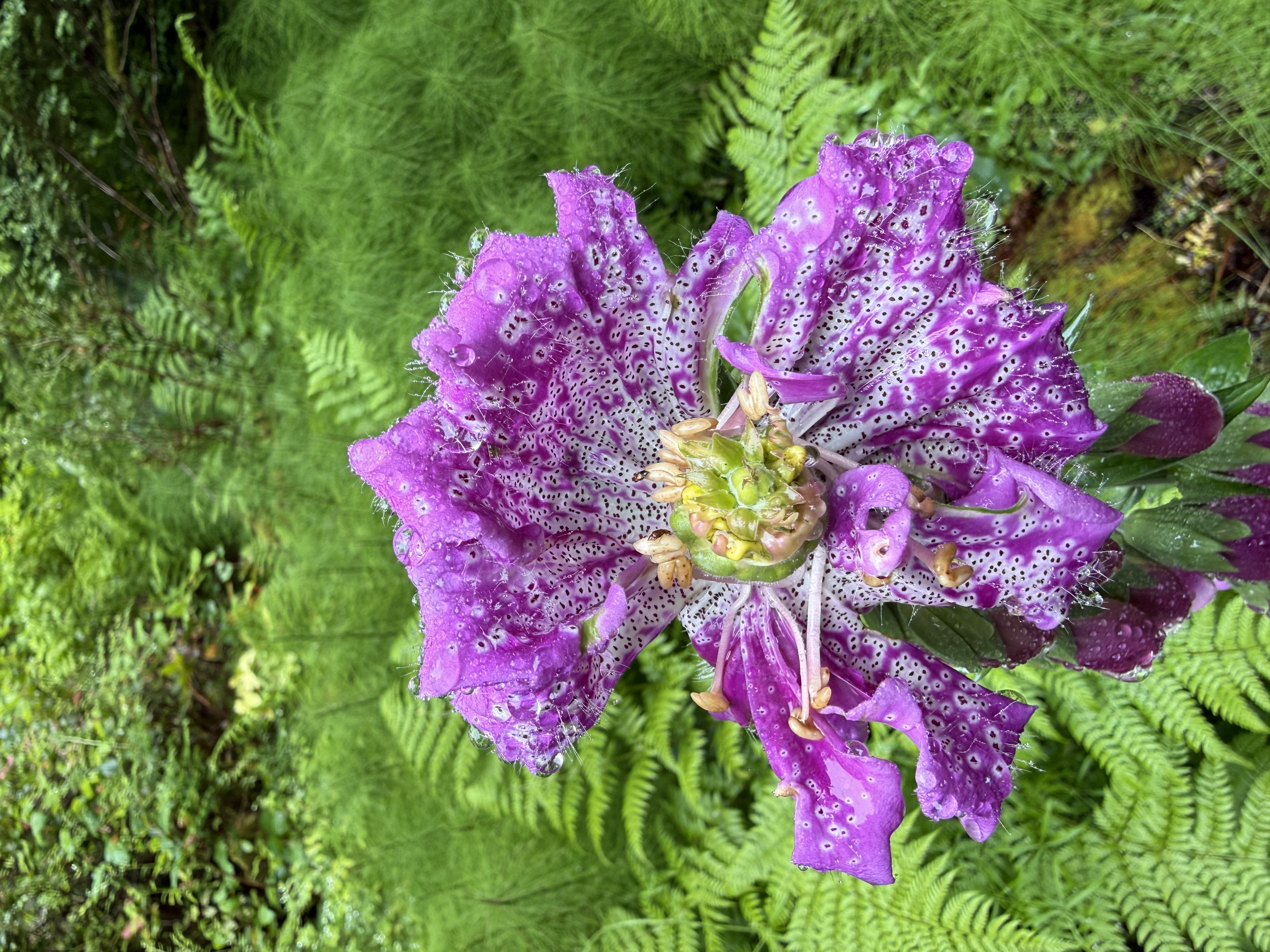 Flower at Blodel Reserve
